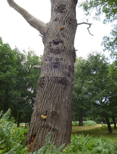 A moderate-sized fruit body on dead oak in Bears Rails Windsor, UK.